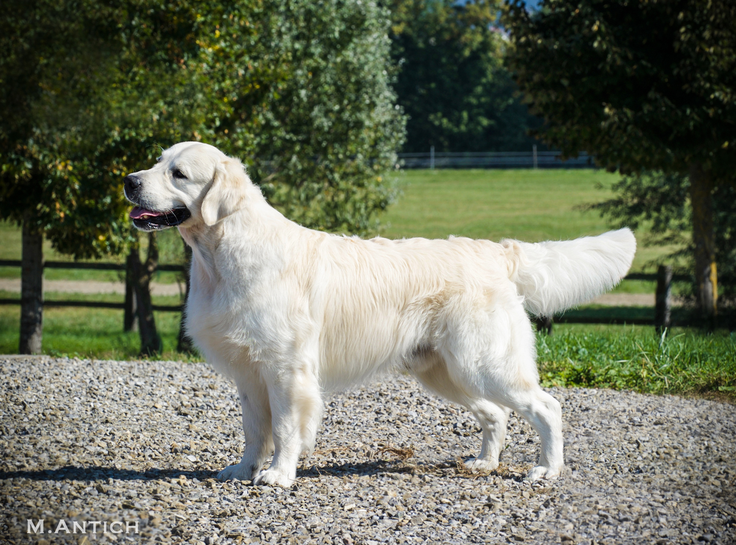 Champion Xanthos Nimbus (Dancer)