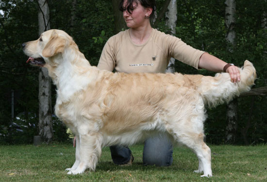 Cara