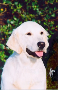 Fizz