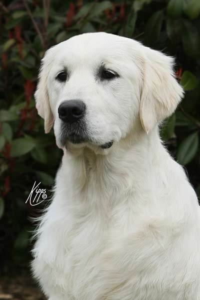 Willow
