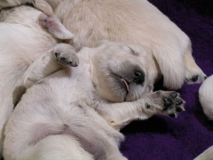 Xanthos puppy sleeping 