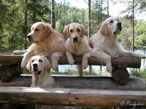       Four Xanthos Champions resting on a bench, from the left Gryffindor, Orinoco & Pick Pocket with Carrisima below